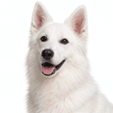 ホワイトスイスシェパードドッグ