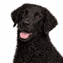 カーリーコーテッドレトリーバー