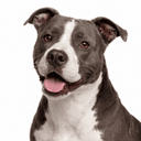 アメリカンピットブルテリア