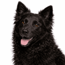 クロアチアンシープドッグ