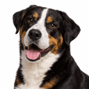 グレートスイスマウンテンドッグ