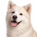 グリーンランドドッグ