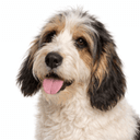 グランドバセットグリフォンバンデーン