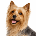 オーストラリアンシルキーテリア