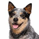 オーストラリアンキャトルドッグ