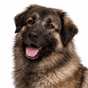 エストレラマウンテンドッグ