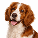 ウェルシュスプリンガースパニエル