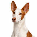 イビザンハウンド