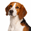 アメリカンフォックスハウンド