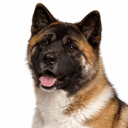 アメリカンアキタ