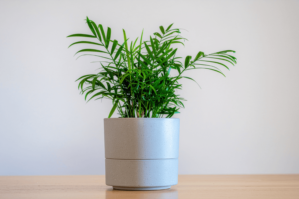 テーブルヤシの育て方完全ガイド｜初心者でも失敗しない置き場所と水やりのコツ