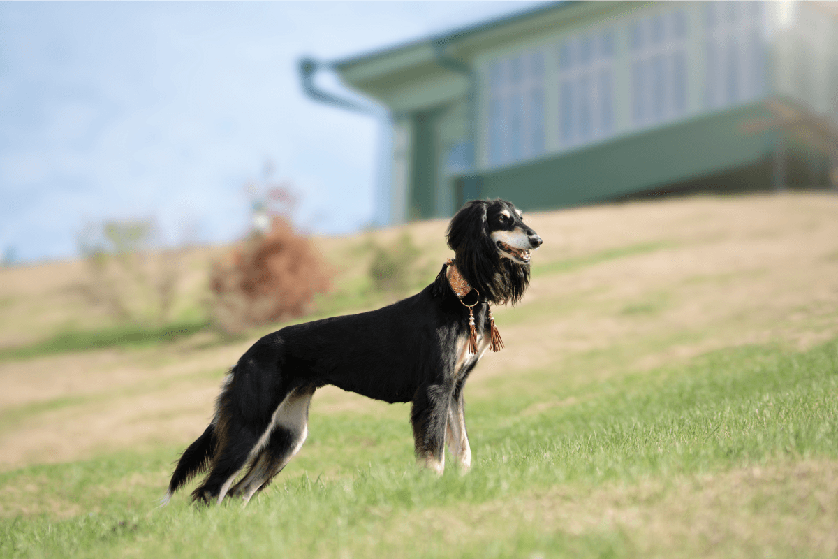 サルーキの飼い方完全ガイド｜性格や運動量を初心者向けに解説