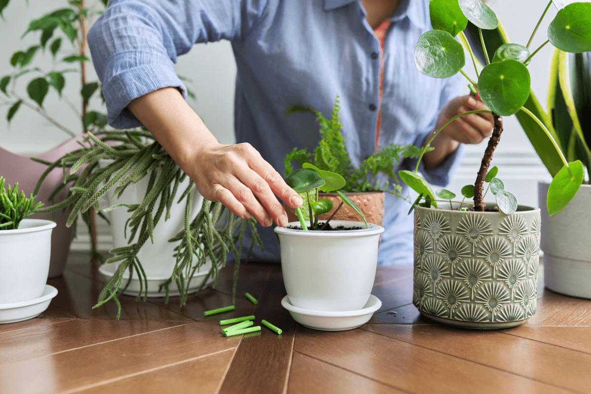観葉植物の肥料おすすめと選び方｜初心者でも失敗しない使い方を解説
