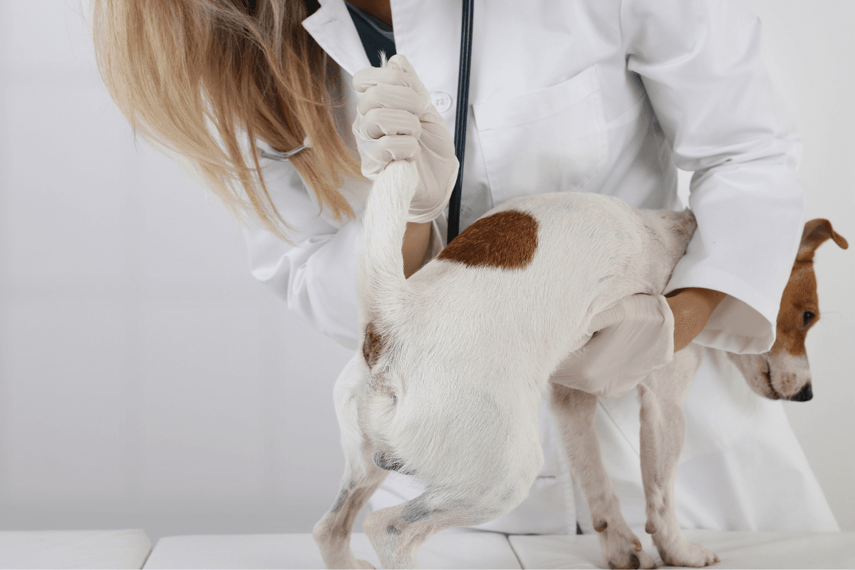 犬の肛門腺絞りは必要？頻度の目安と自宅でのやり方