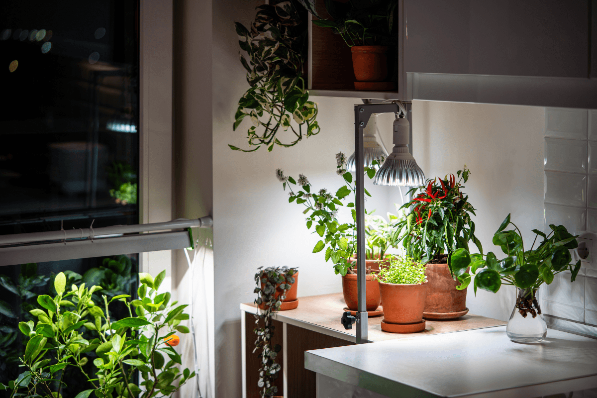 植物育成ライトの選び方と使い方｜観葉植物に必要な光と失敗しない選び方を解説