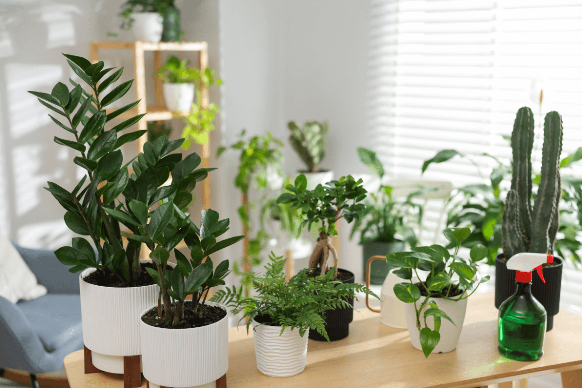 観葉植物の鉢の選び方｜素材やサイズで失敗しないポイントを解説