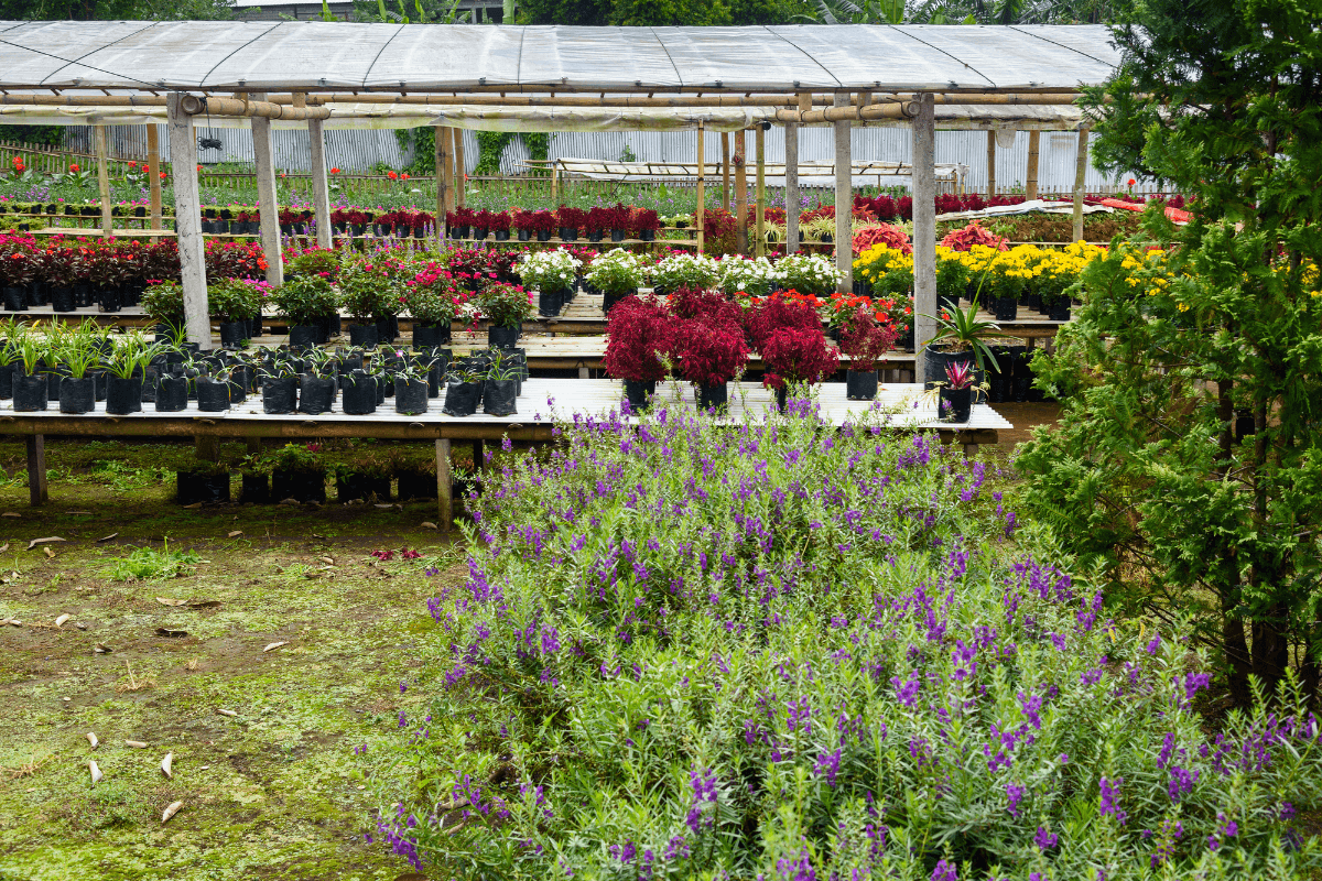 観葉植物はどこで買うのがいい？通販と実店舗の違いと選び方を解説