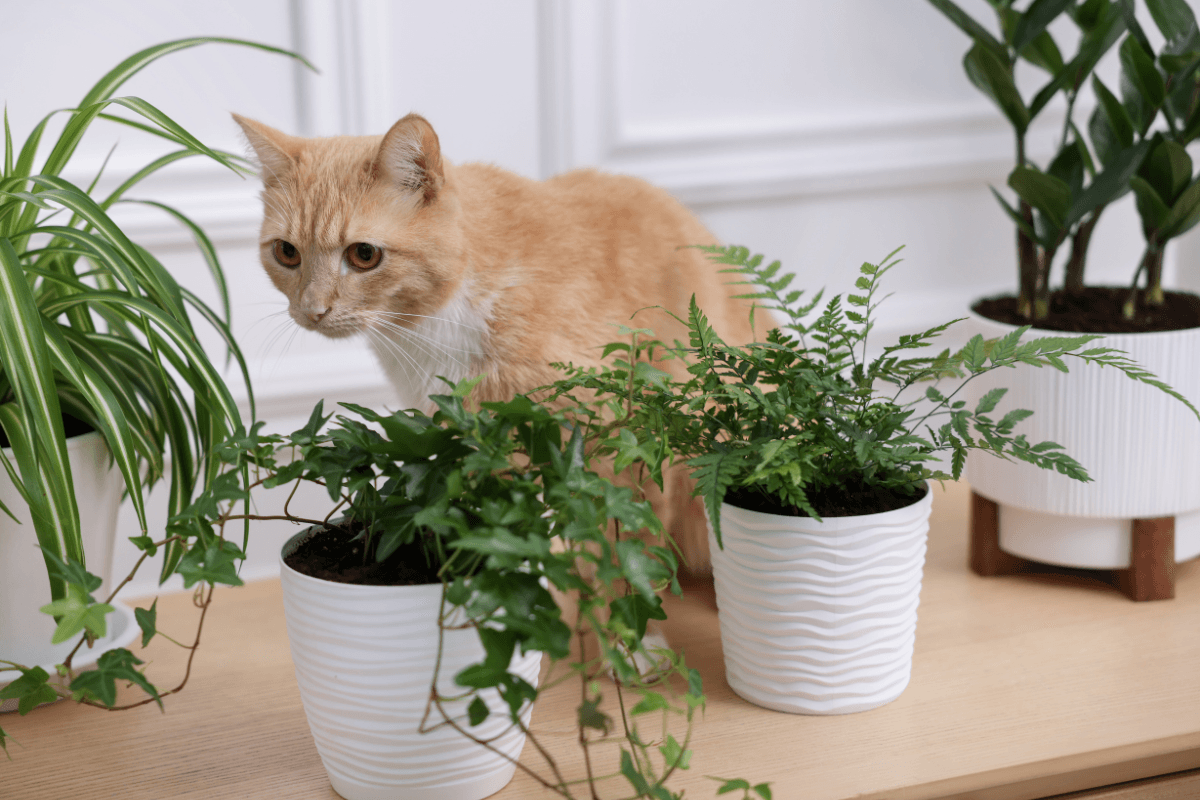 ペットがいる家で育てやすい観葉植物15選｜犬や猫と安全に暮らす選び方といたずら対策