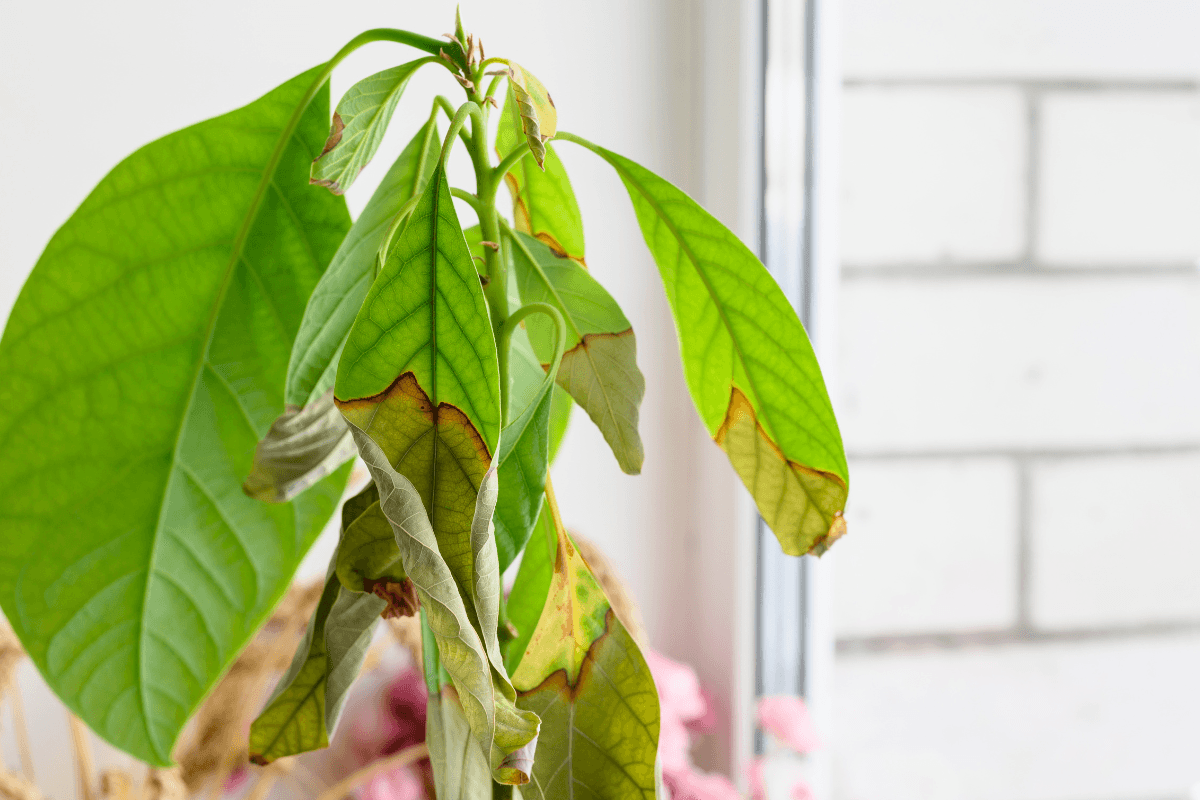 観葉植物の葉先が茶色くなる原因は？初心者でもできる対処法を解説