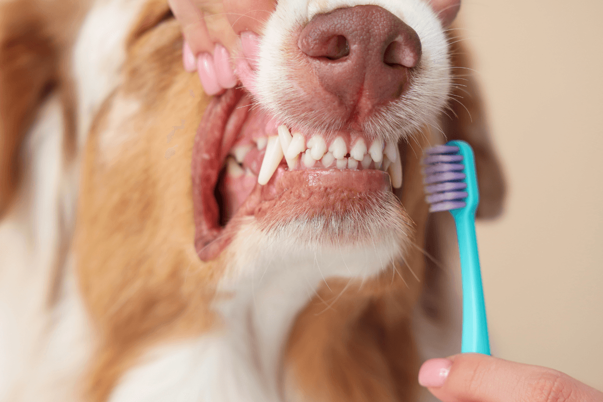 犬の歯磨きのやり方を解説｜嫌がるときの対処法と毎日続けるコツ