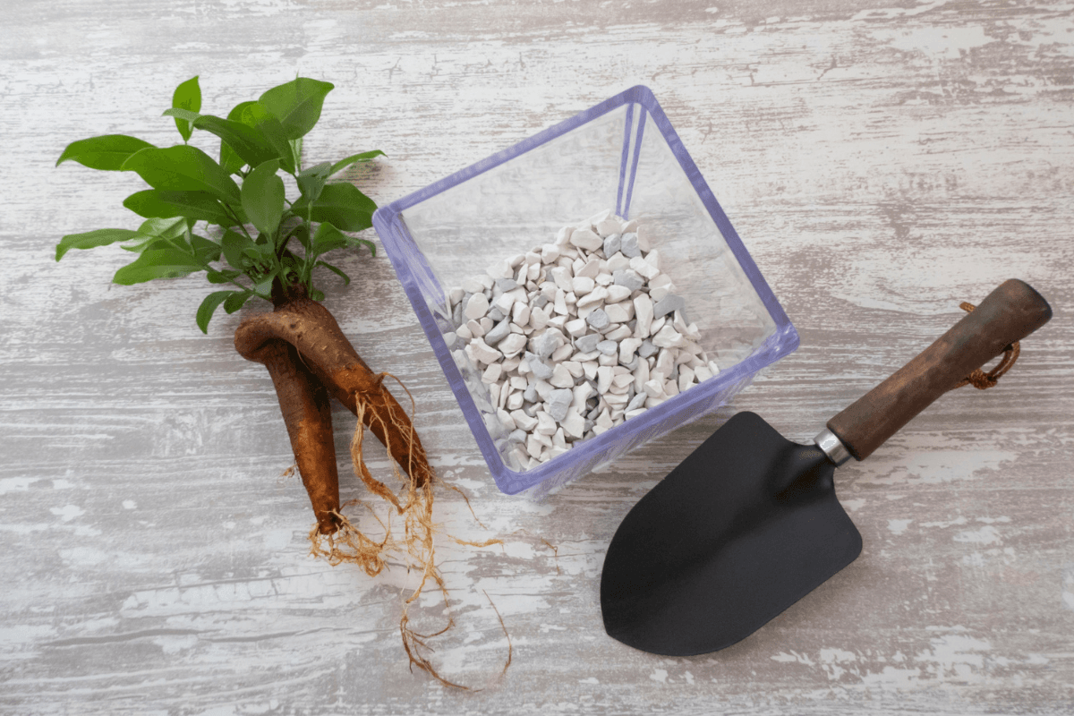 観葉植物に鉢底石は必要？メリットと不要な場合を解説