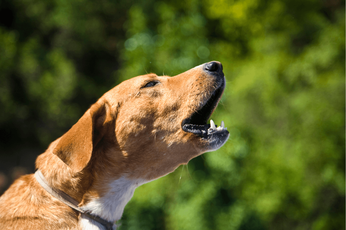 犬の無駄吠えをやめさせるには？原因別の対処法としつけのコツを解説