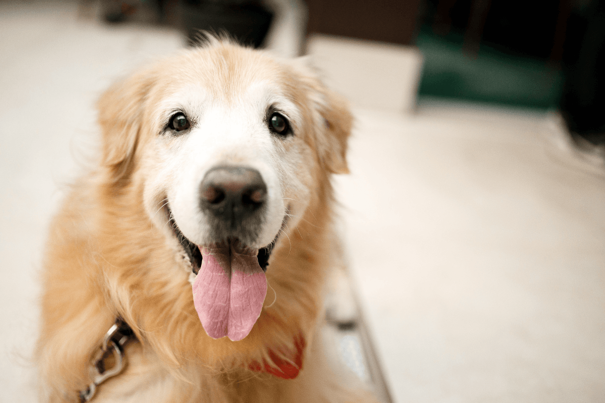 シニア犬の介護はいつから？老化のサインと今日から始められる備え