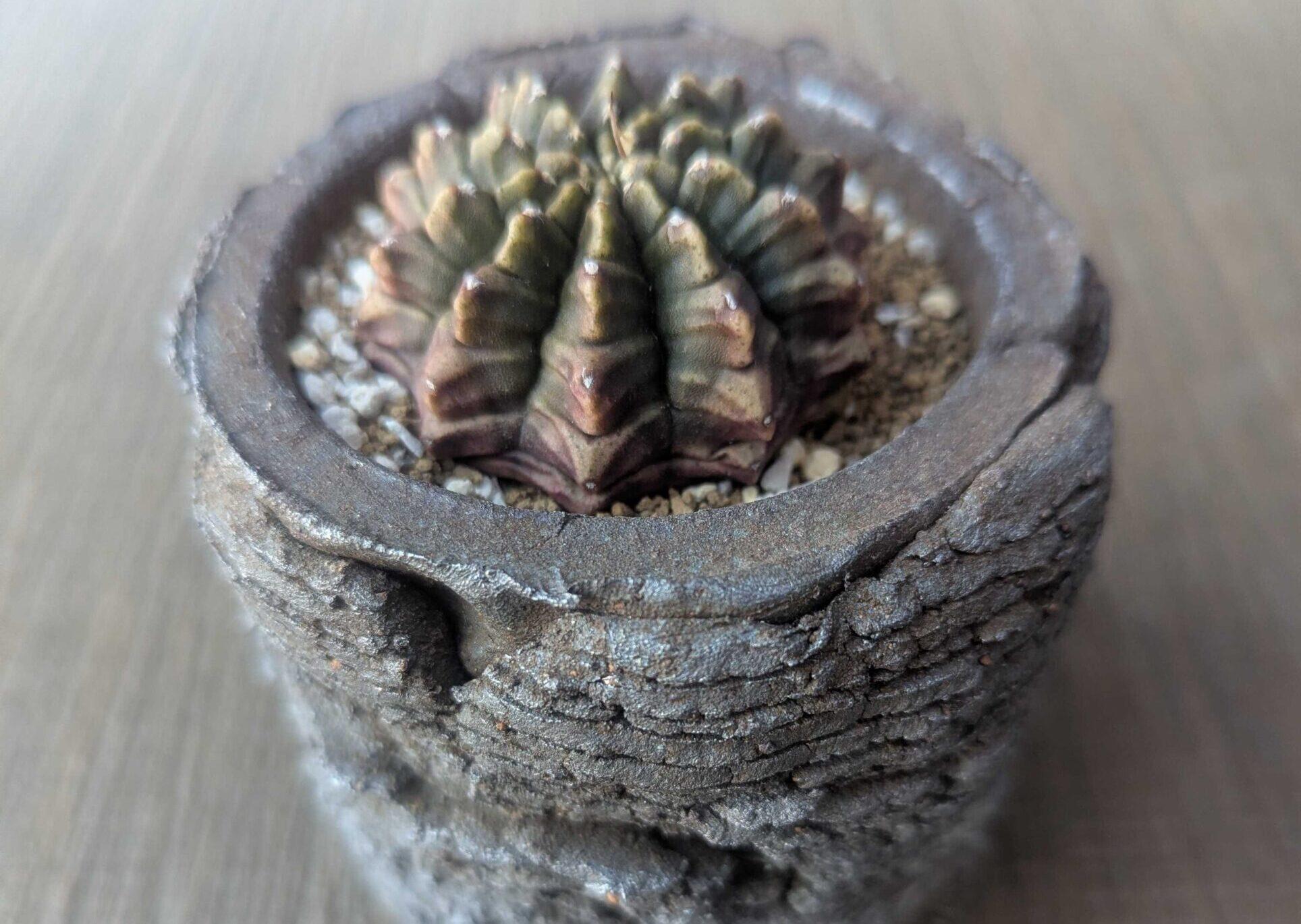 ギムノカリキウム・フリードリッヒの育て方|サボテン初心者でも失敗しない水やりと植え替えのコツ