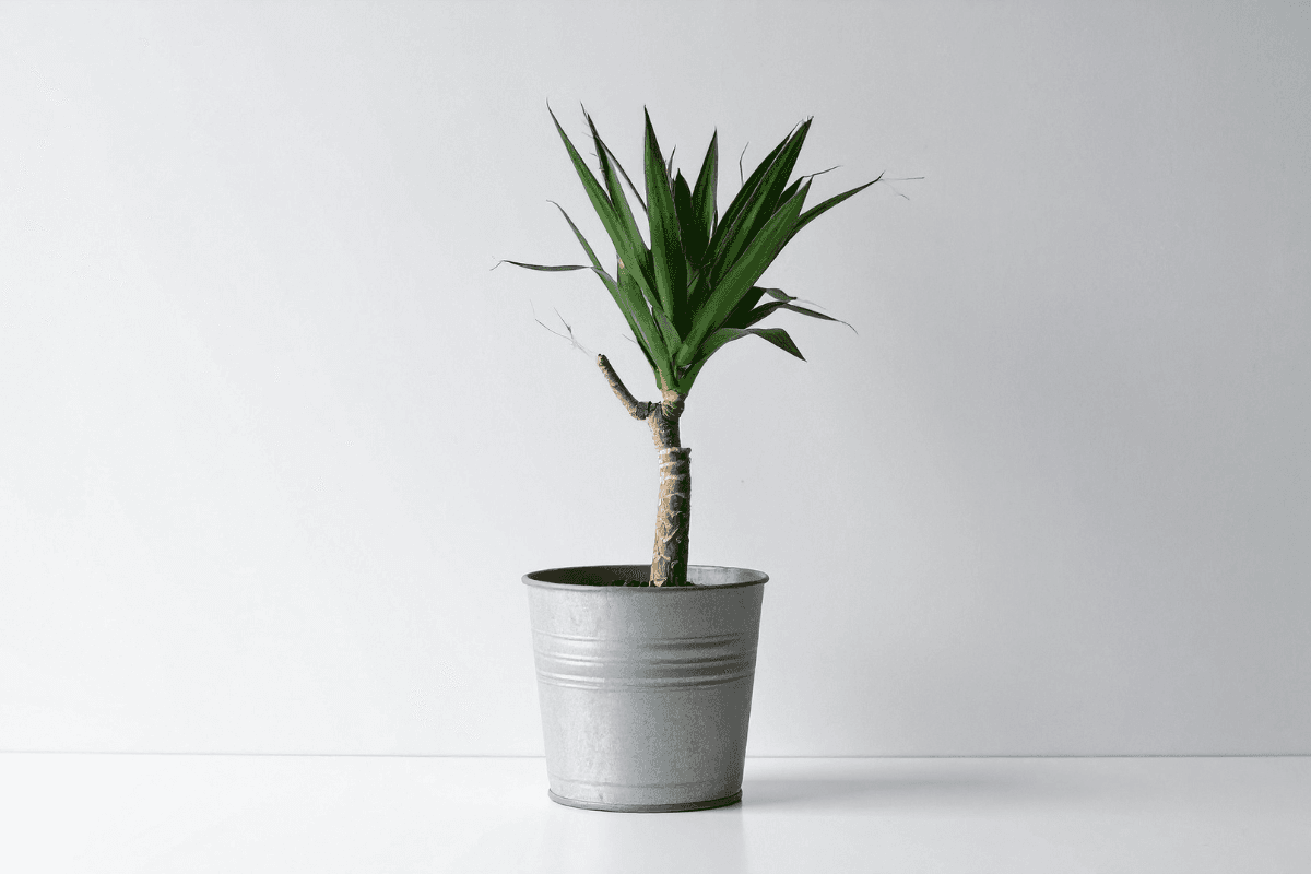 ユッカの育て方|初心者でも失敗しない管理のコツと魅力