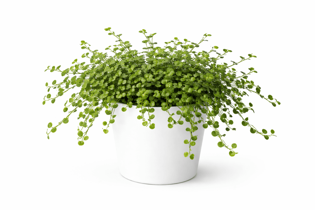 ワイヤープランツの育て方完全ガイド|初心者でも失敗しない管理のコツと増やし方